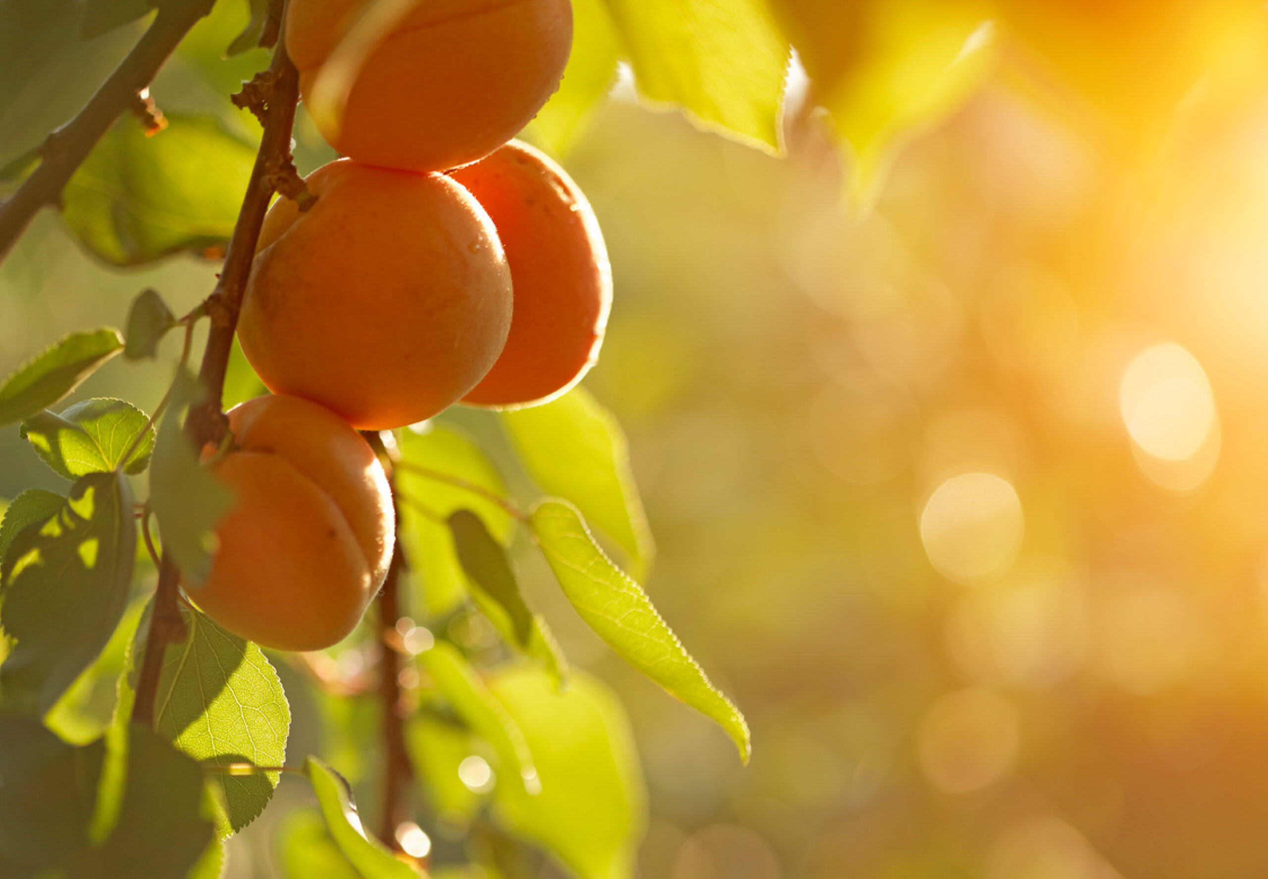 header_albicocche